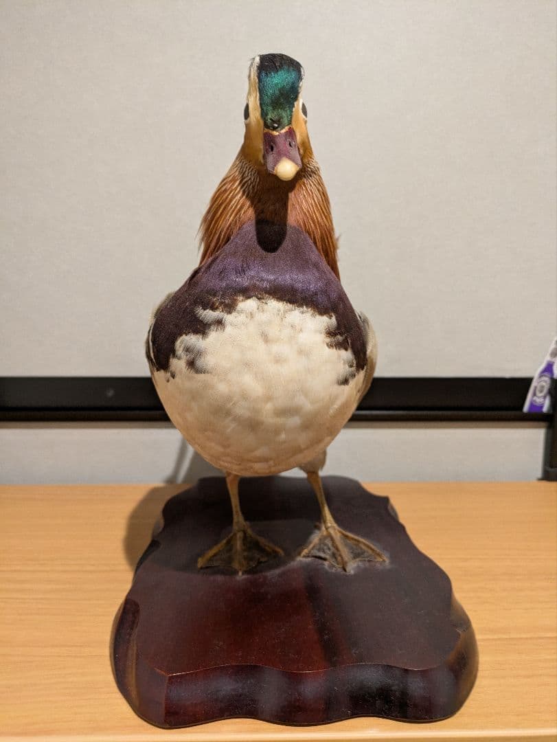 オシドリの剥製 木製台座付き