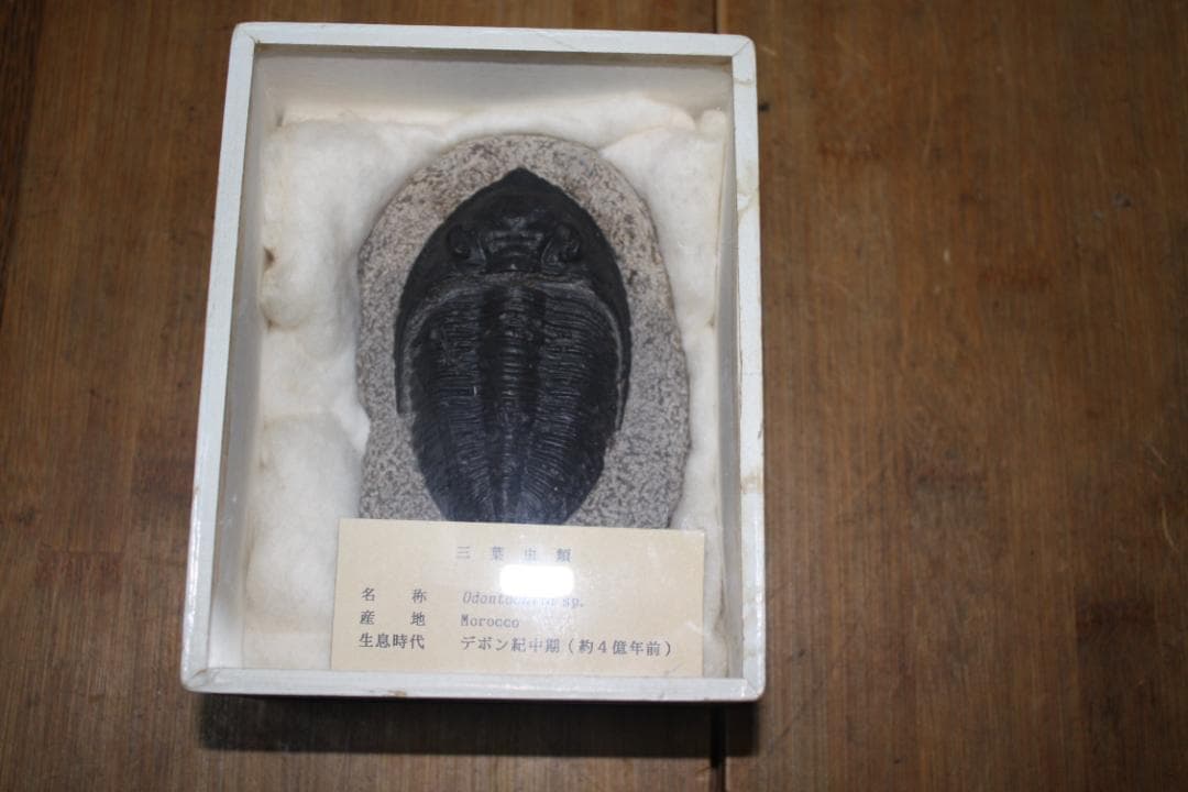 モロッコ産出　三葉虫　odontochi li sp（デボン紀中期）化石標本