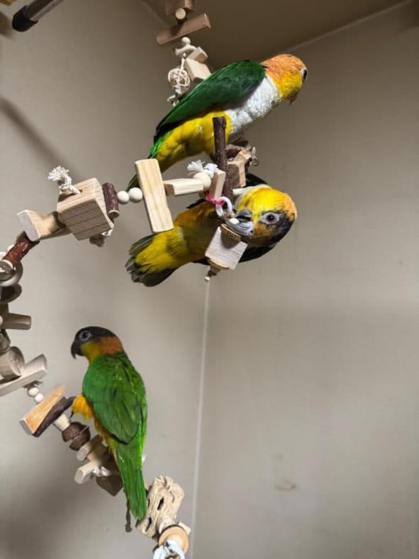 2ロング　自然素材　ウッドクライミング　中型インコ　ガジガジバードトイ　止まり木