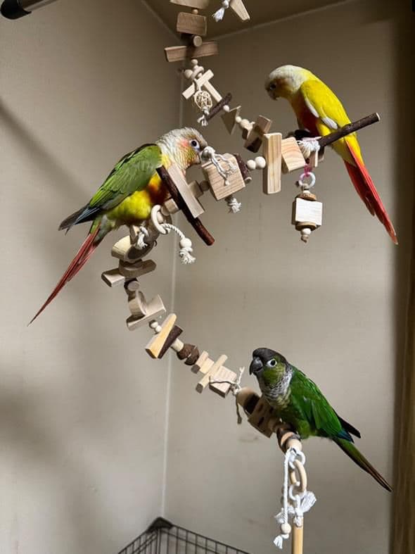 2ロング　自然素材　ウッドクライミング　中型インコ　ガジガジバードトイ　止まり木