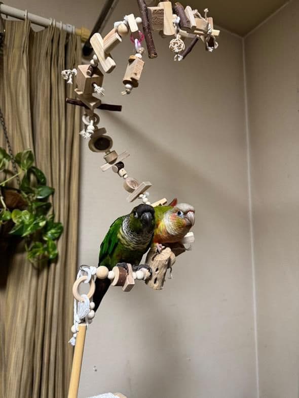 2ロング　自然素材　ウッドクライミング　中型インコ　ガジガジバードトイ　止まり木