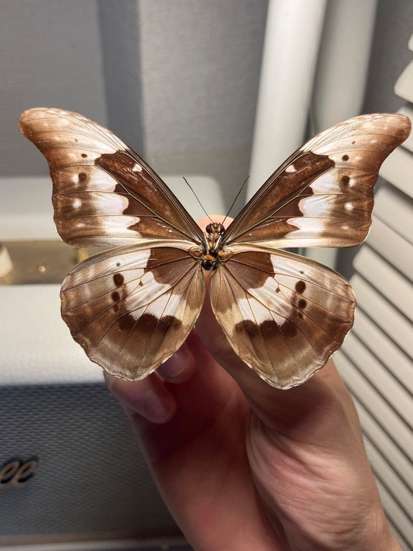 ヘレナモルフォ レテノールモルフォ蝶 蛾モルフォチョウMorpho昆虫標本