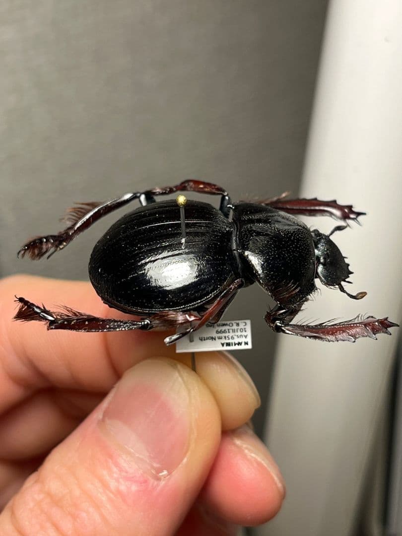 【属内最大種】Pachysoma アカアシタマオシハネナシコガネ　フンチュウ標本