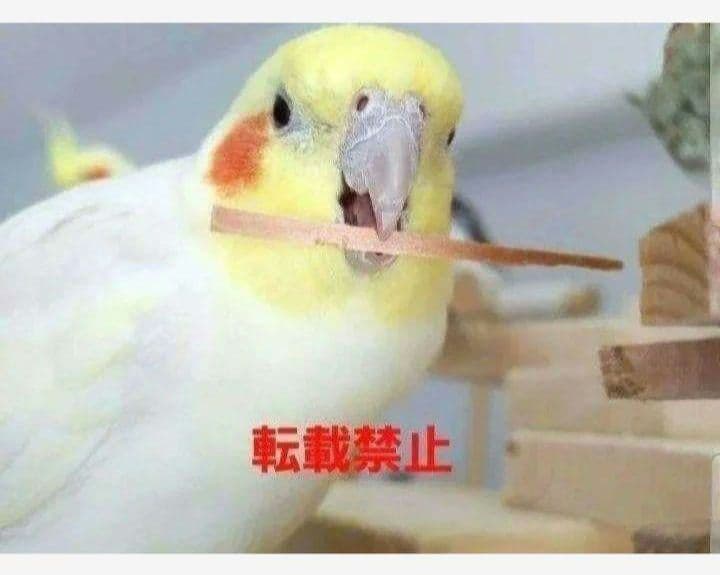 C340　インコ　オオム　カジカジ、ガジガジおもちゃセット　かじり木