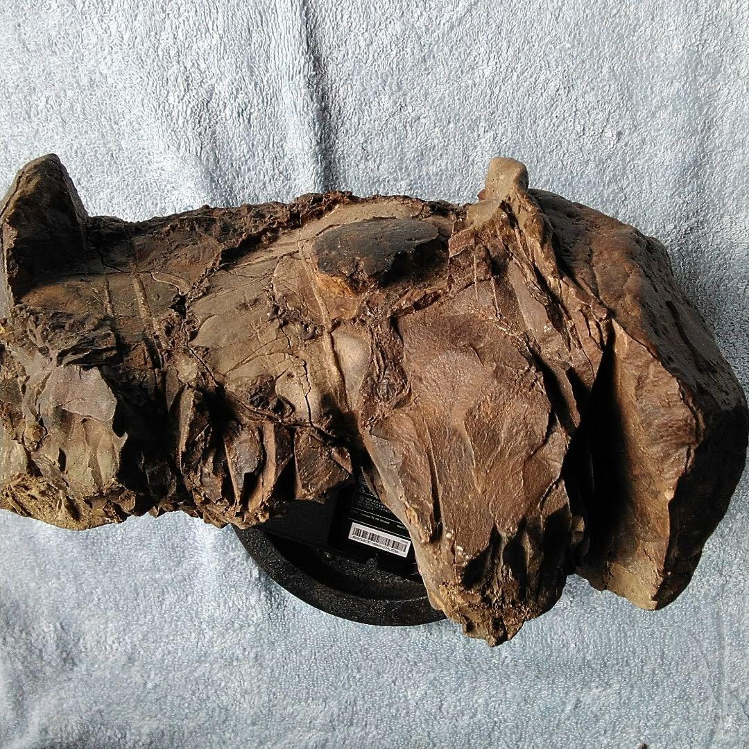 【珍しいアンモナイト化石(約４.５kg )・北海道:羽幌産:白亜紀】