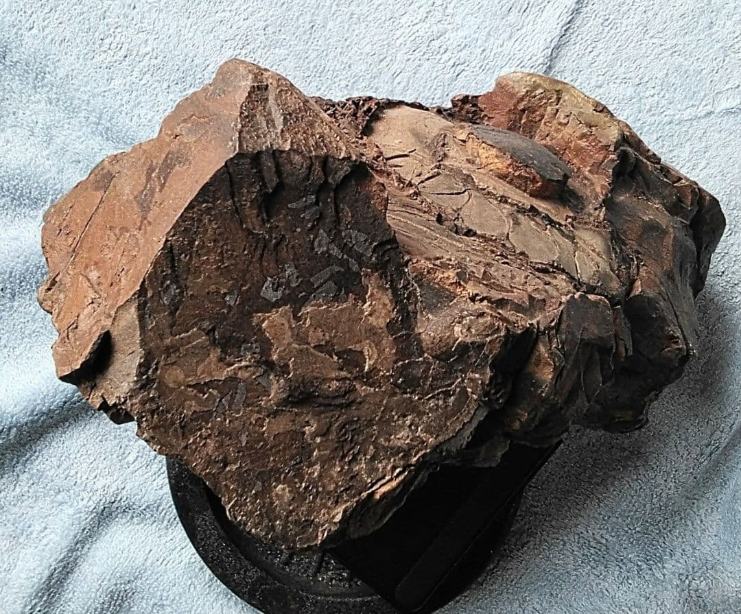 【珍しいアンモナイト化石(約４.５kg )・北海道:羽幌産:白亜紀】