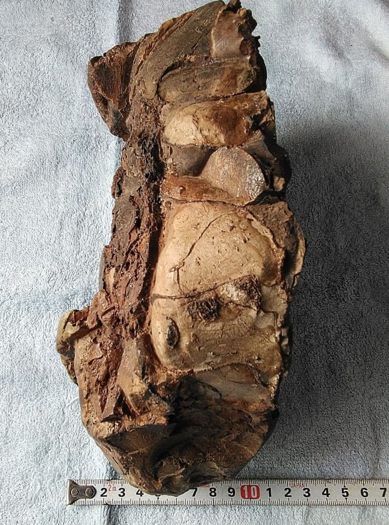 【珍しいアンモナイト化石(約４.５kg )・北海道:羽幌産:白亜紀】