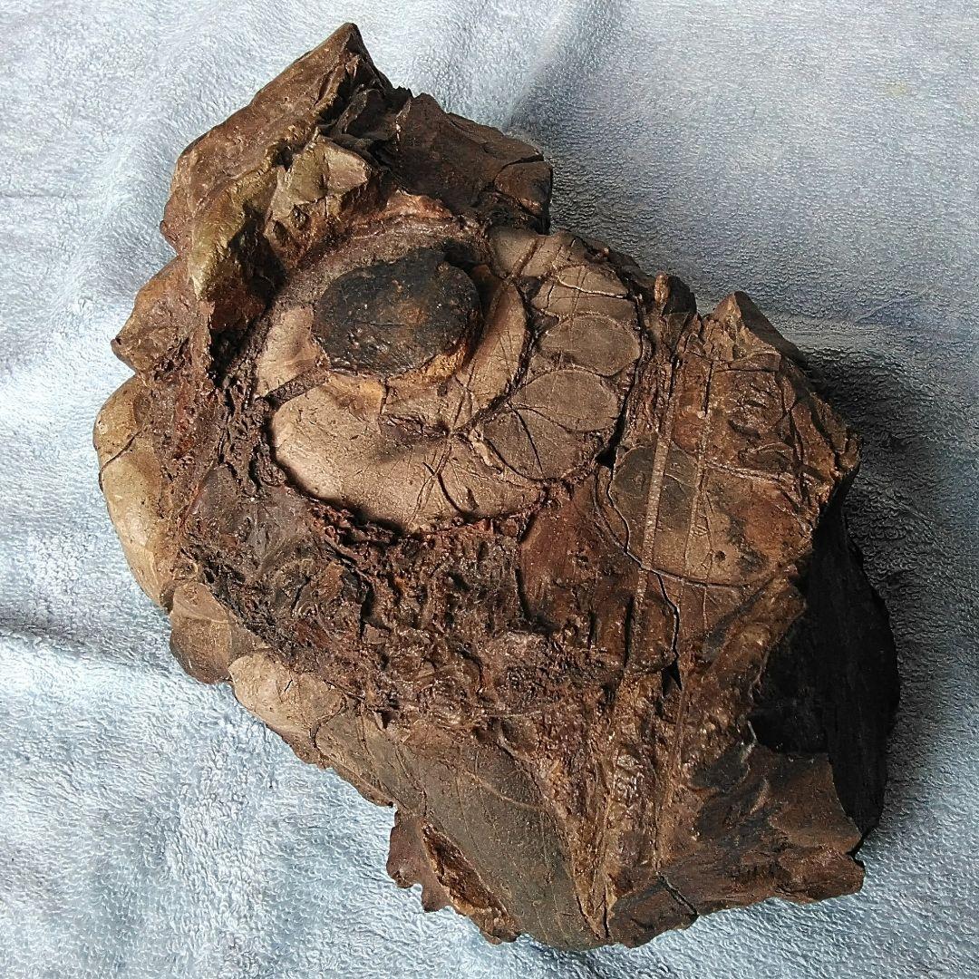 【珍しいアンモナイト化石(約４.５kg )・北海道:羽幌産:白亜紀】