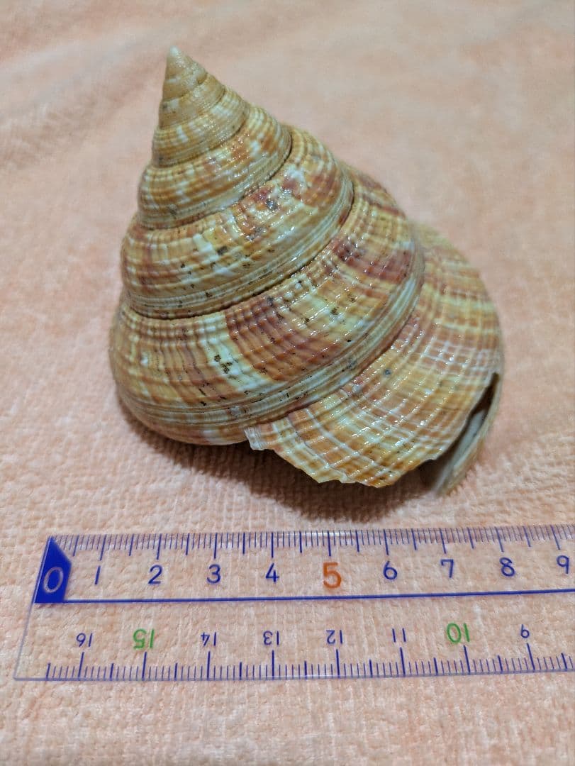 貝殻　オキナエビスガイ　オキナエビス