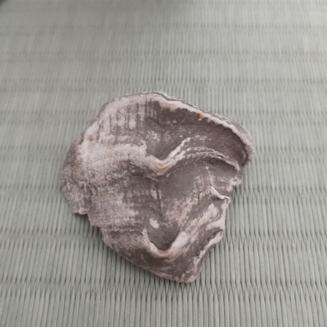 縄文式土器化石　朝日遺跡3点【本物】