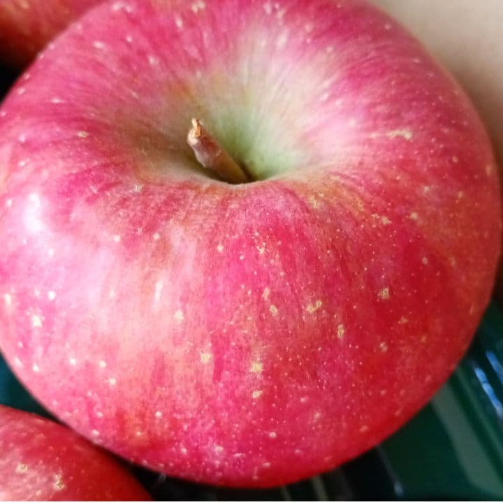 青森　ゴールド農園　葉取らずサンふじ　10キロ箱　赤特秀