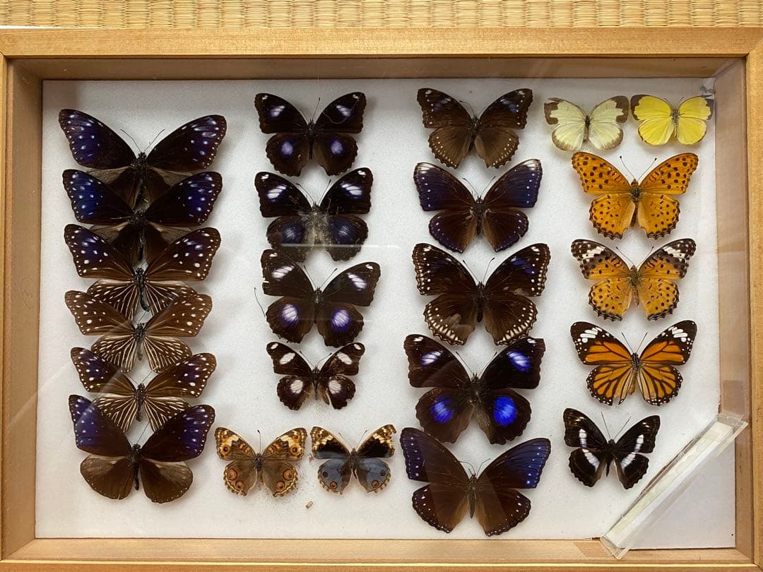 蝶々標本　23頭　木製額(ガラス) 約30cm x 43cm