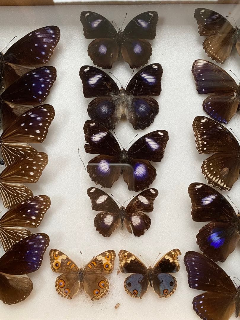 蝶々標本　23頭　木製額(ガラス) 約30cm x 43cm