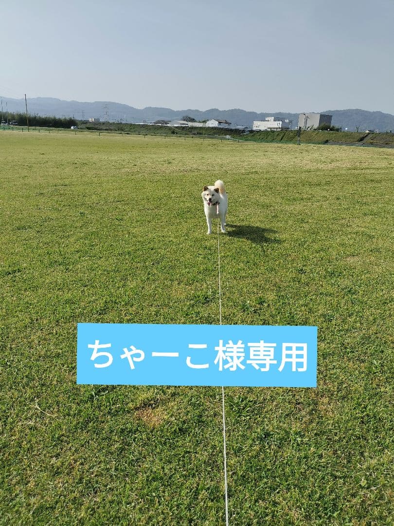 ちゃーこ　虹のきらめき