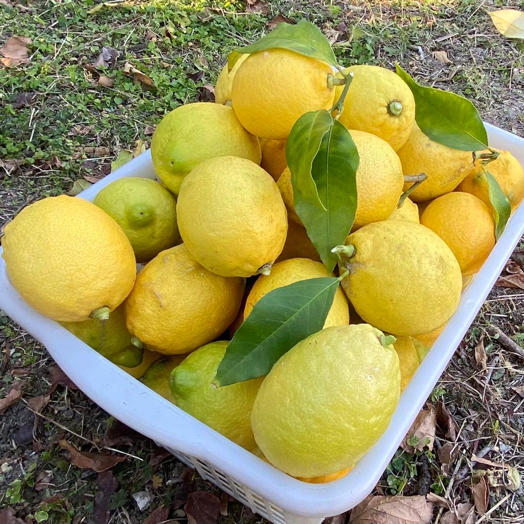 【特大】新鮮　農薬不使用レモン　翌日収穫発送予定 有機肥料 産地直送