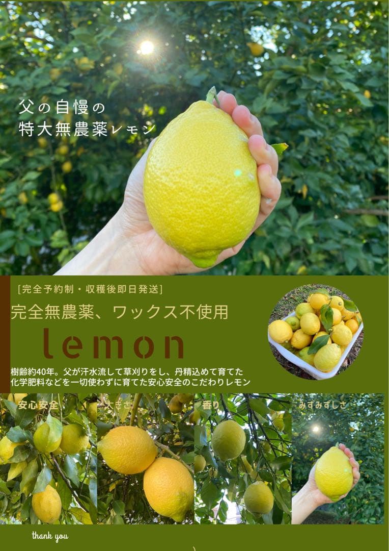 【特大】新鮮　農薬不使用レモン　翌日収穫発送予定 有機肥料 産地直送