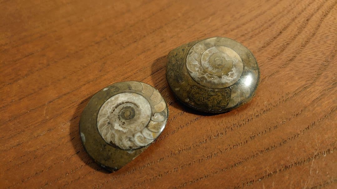 アンモナイト　恐竜　古代貝　化石　標本　鑑賞品　博物館保存　２個