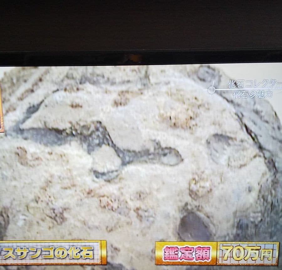 古生代ハチノスサンゴ 化石塊博物館級