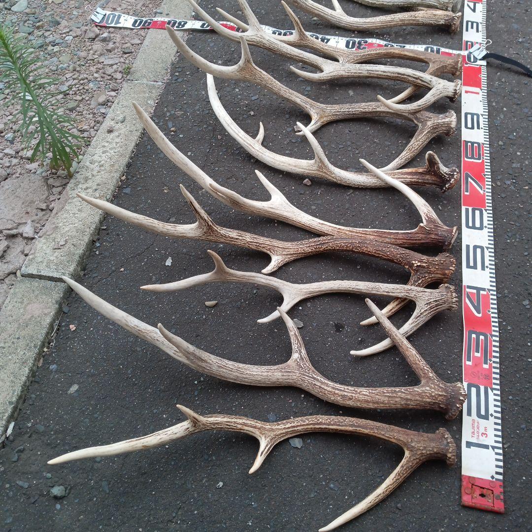 ク*ト様 天然蝦夷鹿の角 　犬のおもちゃ 工芸などに ４番