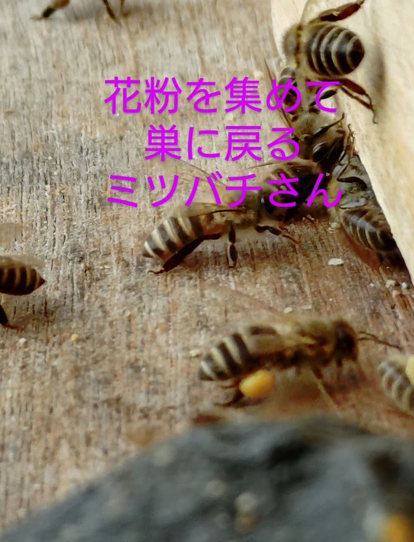 チク　タク　ニホンミツバチ　はちみつ　　信州産　非加熱　580ｇ✕2本