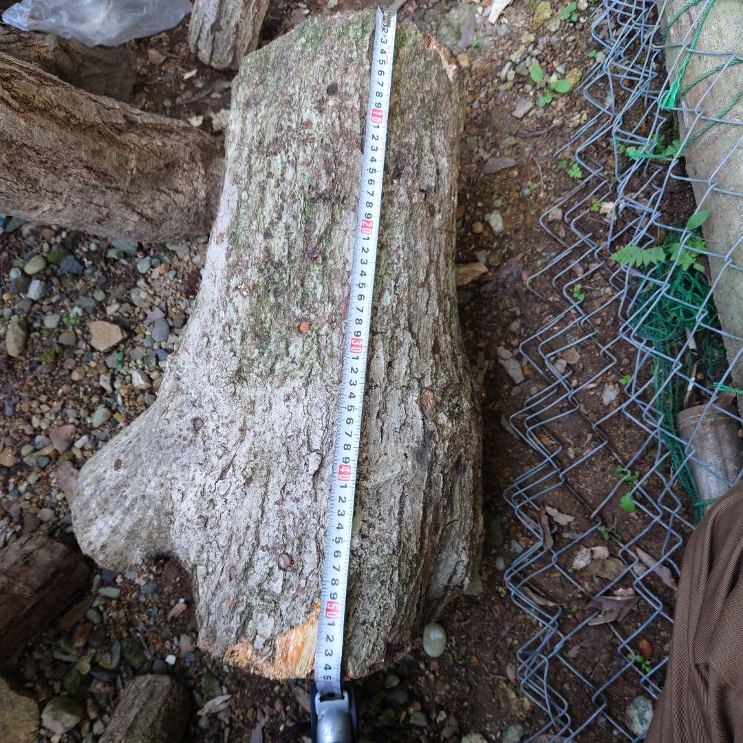 原木栽培椎茸　栽培キッド　超特大1本