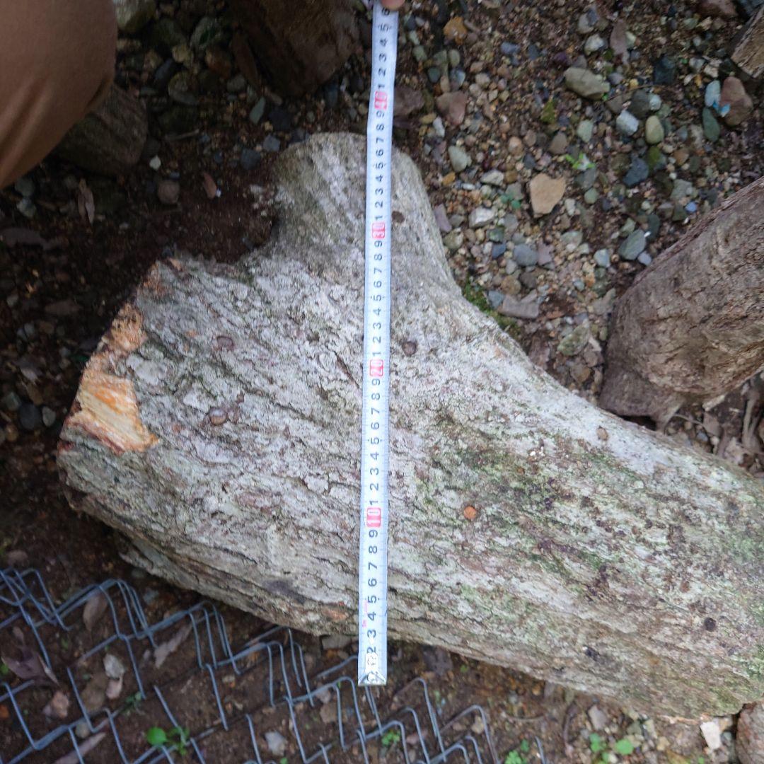 原木栽培椎茸　栽培キッド　超特大1本