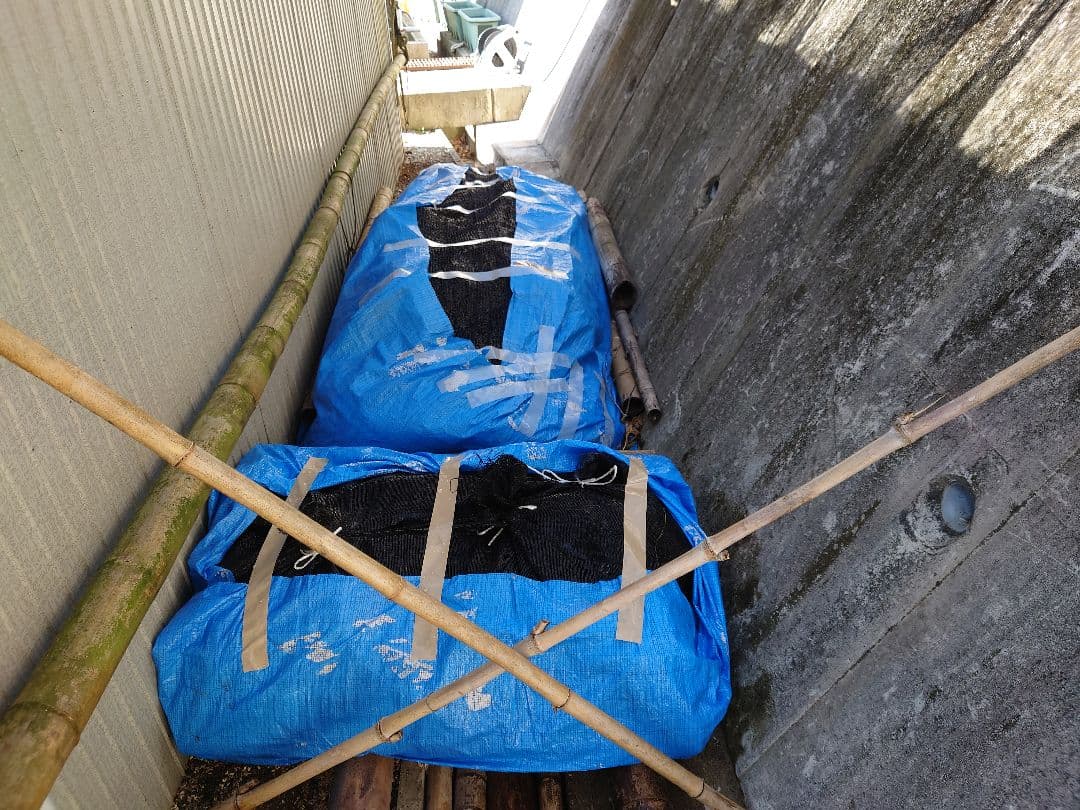 原木栽培椎茸　栽培キッド　超特大1本