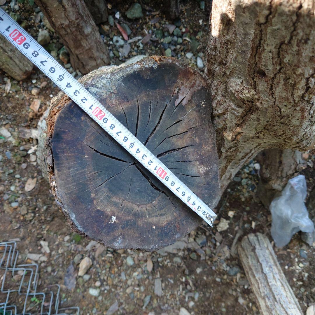 原木栽培椎茸　栽培キッド　超特大1本