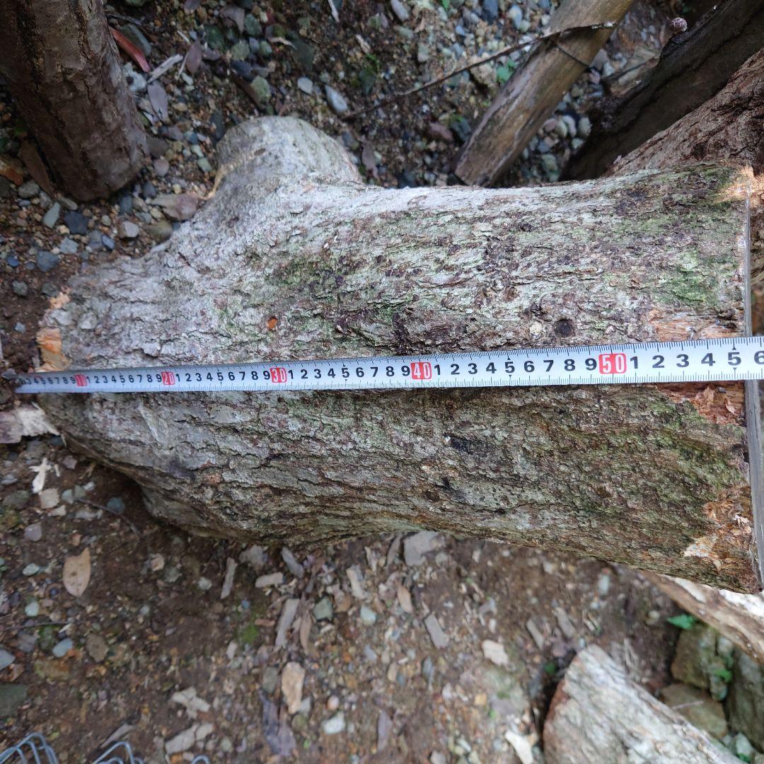 原木栽培椎茸　栽培キッド　超特大1本