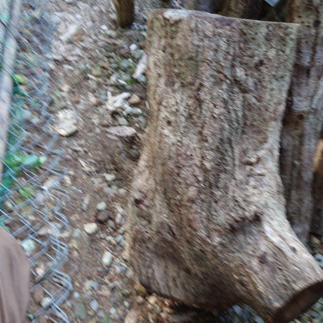 原木栽培椎茸　栽培キッド　超特大1本