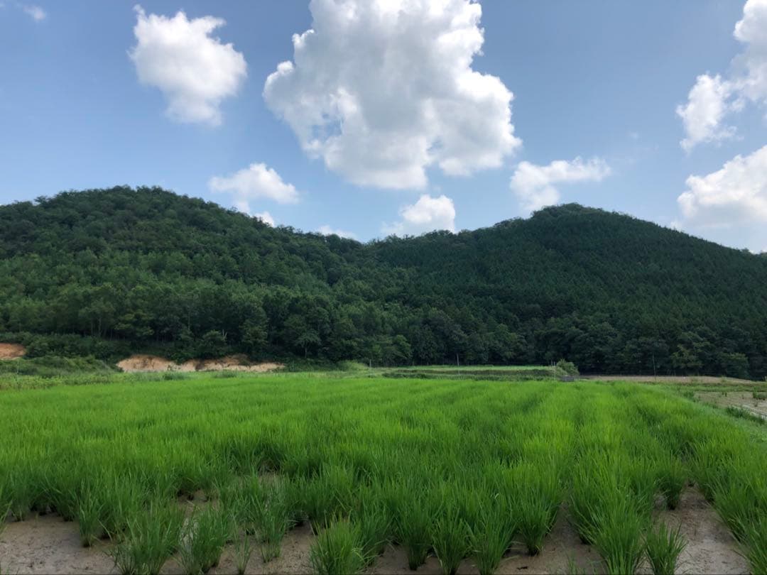 Natural farming 自然栽培米 自然療法 腸脳相関 シュタイナー教育