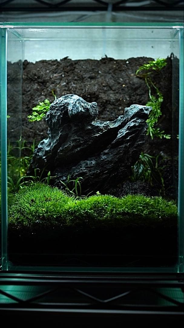 【完成品】ADA苔テラリウム/イモリウムカエル苔アートパルダリウム/No.297