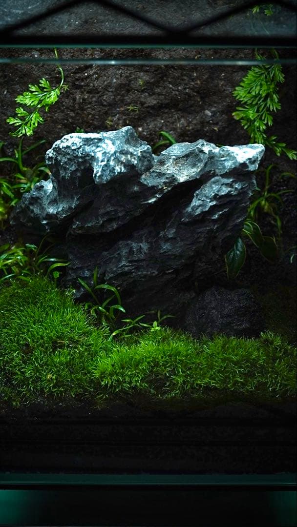 【完成品】ADA苔テラリウム/イモリウムカエル苔アートパルダリウム/No.297