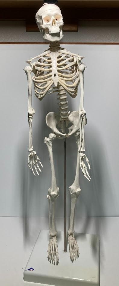 3B Scientific 1/2全身骨格模型