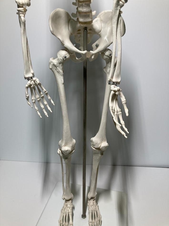 3B Scientific 1/2全身骨格模型