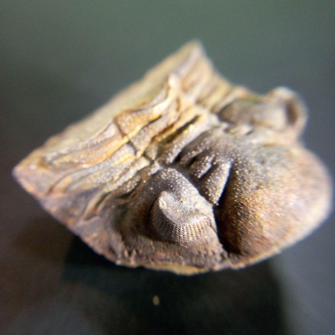 三葉虫　化石　fossil　ボリビア産　trilobite　海生動物個体⑤