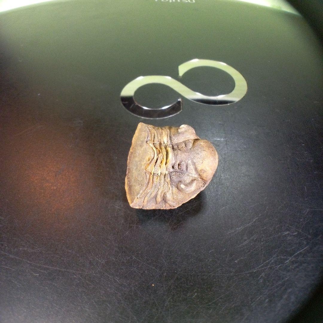 三葉虫　化石　fossil　ボリビア産　trilobite　海生動物個体⑤