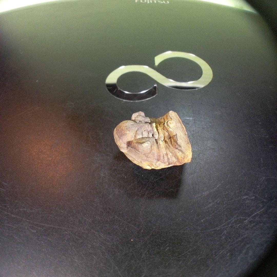 三葉虫　化石　fossil　ボリビア産　trilobite　海生動物個体⑤