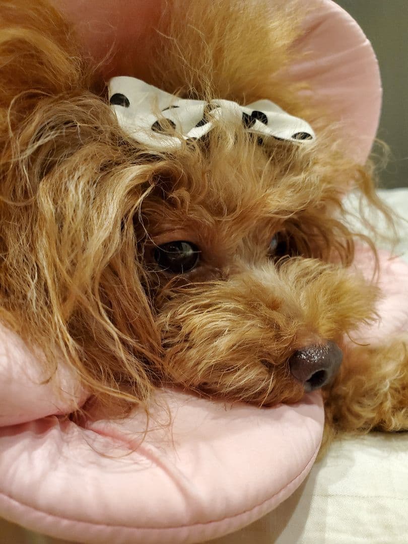 かぷ様 ご確認用...♪*゜