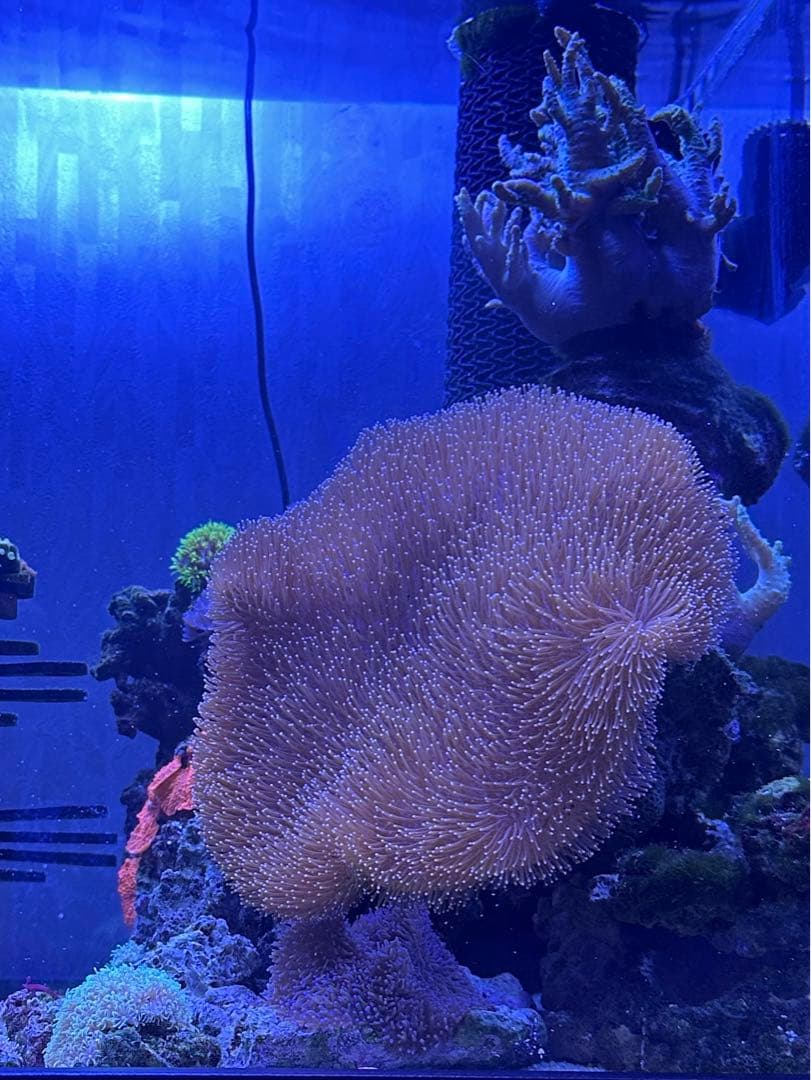 ウミキノコ　特大　±20