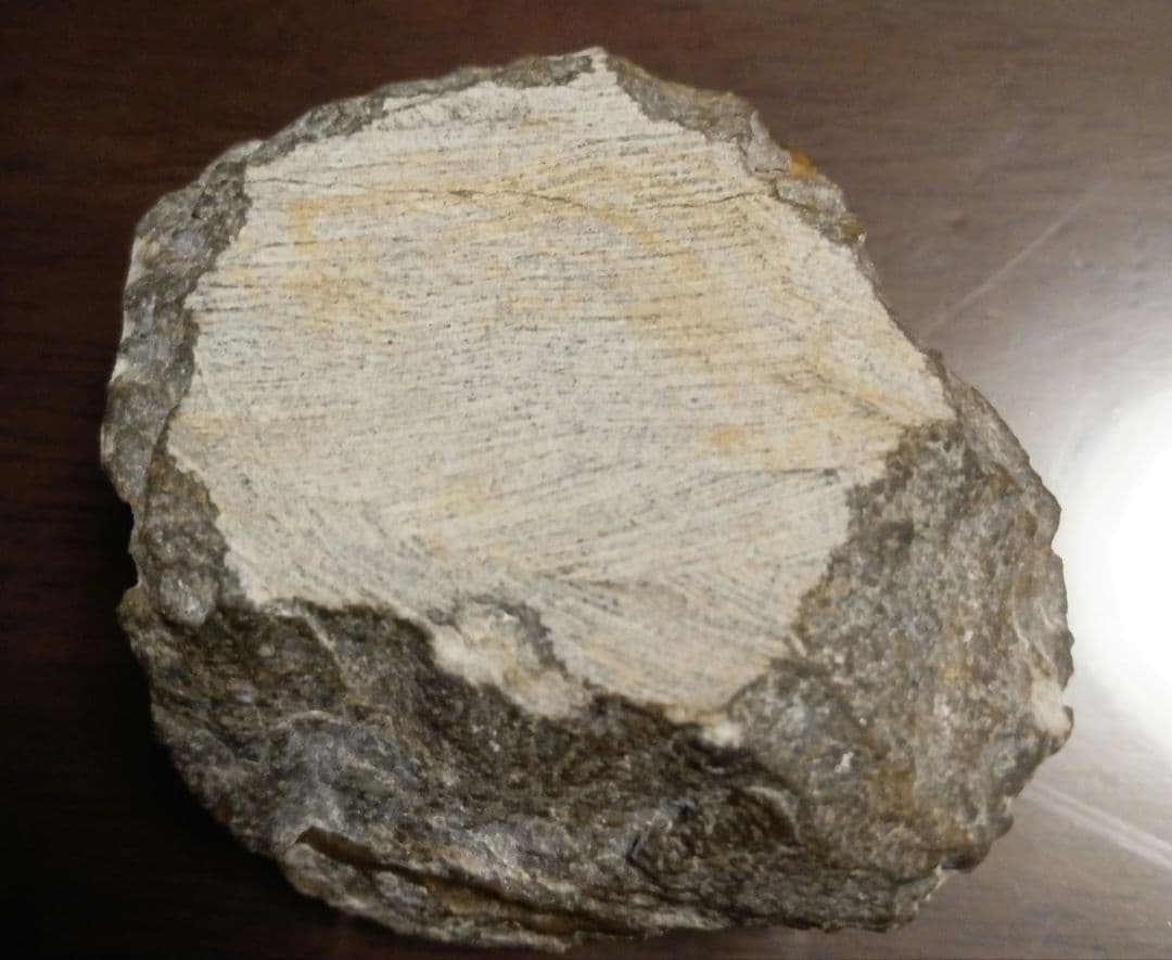 三葉虫モロッコ産⑥ホラルドプスHollardops？化石デボン紀修復跡有り