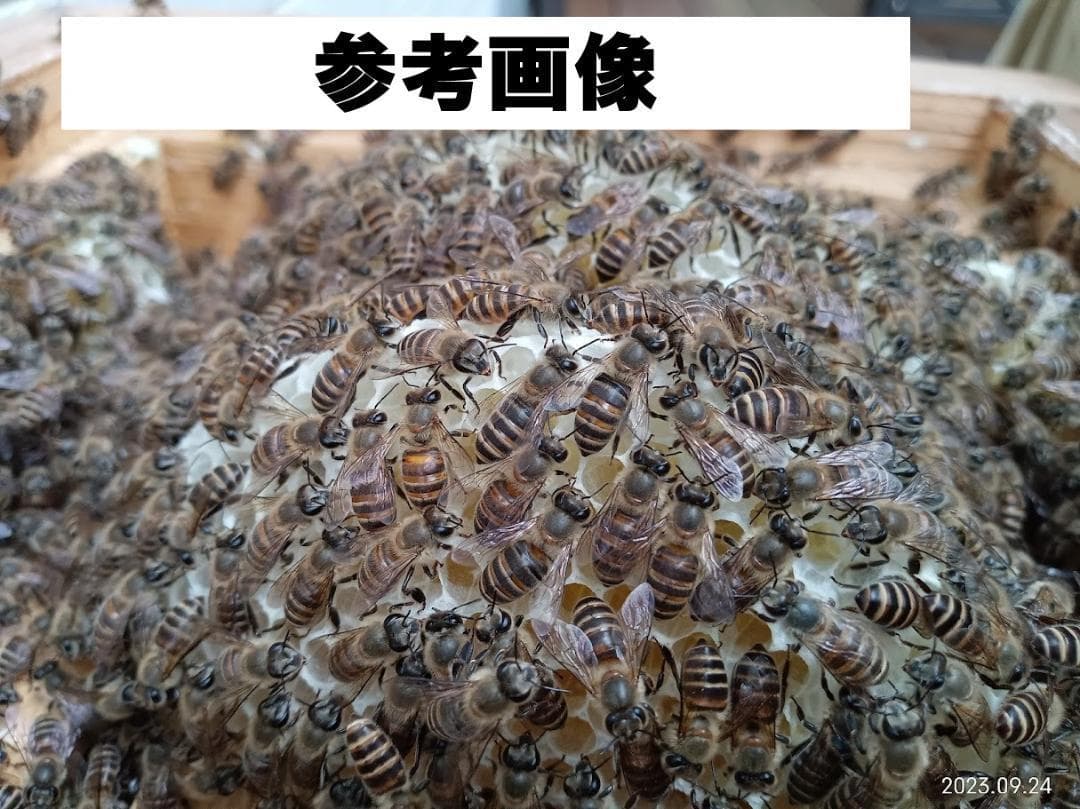 ハムたん　　「二ホンミツバチの盛り上げ巣ハチミツ」「搾りハチミツ」２本