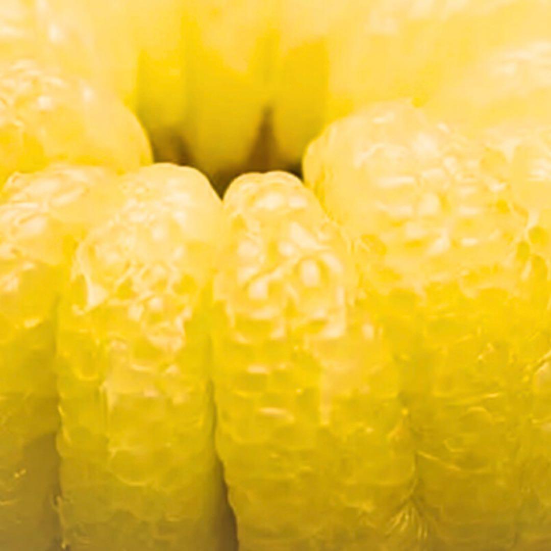 文旦　水晶文旦　みかん　好きに　　28