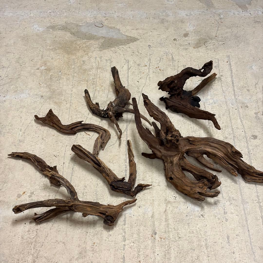 ADA ホーンウッド　流木　アクアリウム　テラリウム　大型