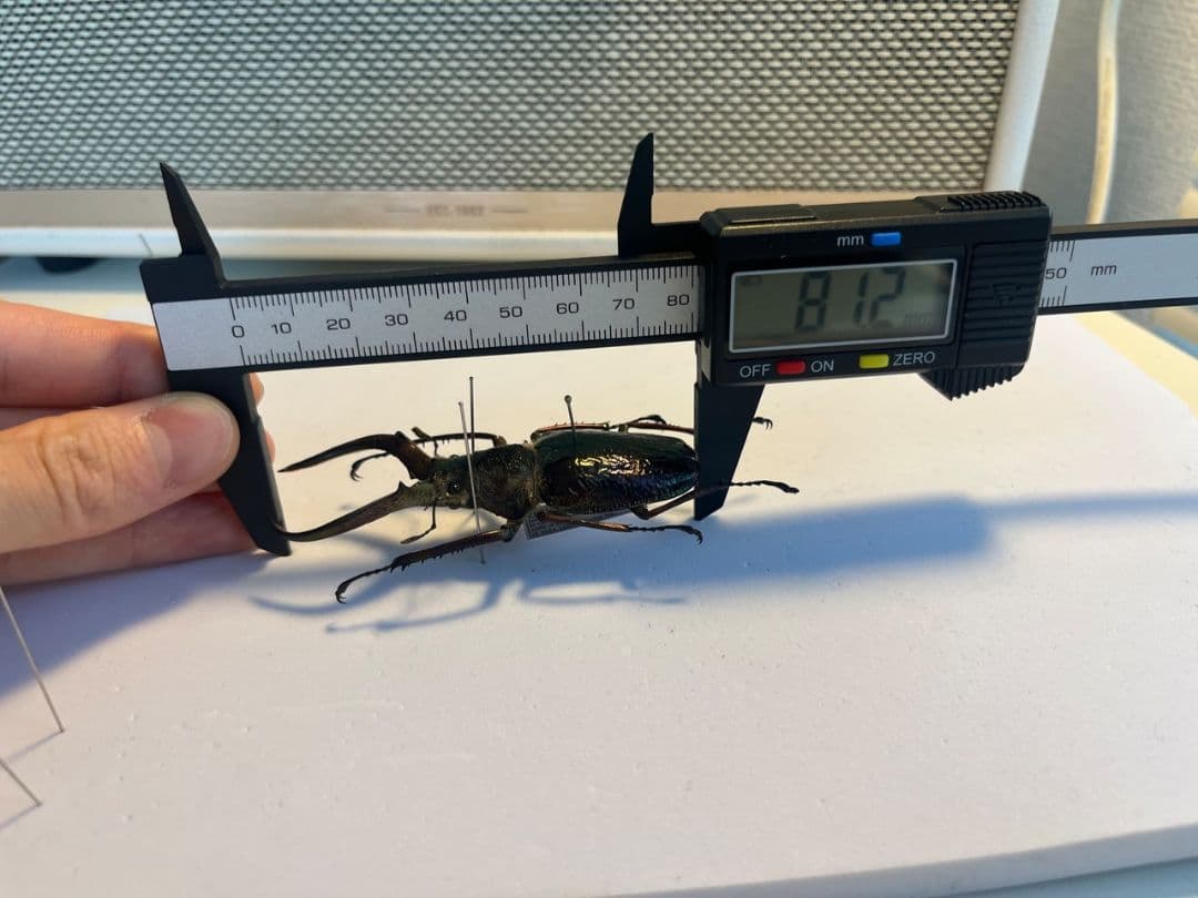【81mm】ギガンテウスシワバネクワガタ 昆虫標本 ニジイロクワガタ