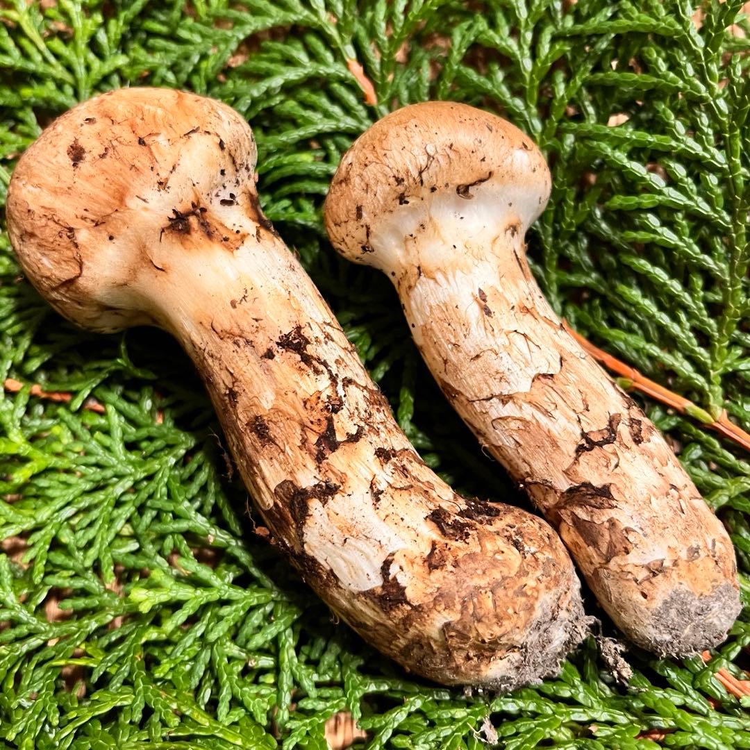 国産松茸 つぼみ（色白・良型）　約74g