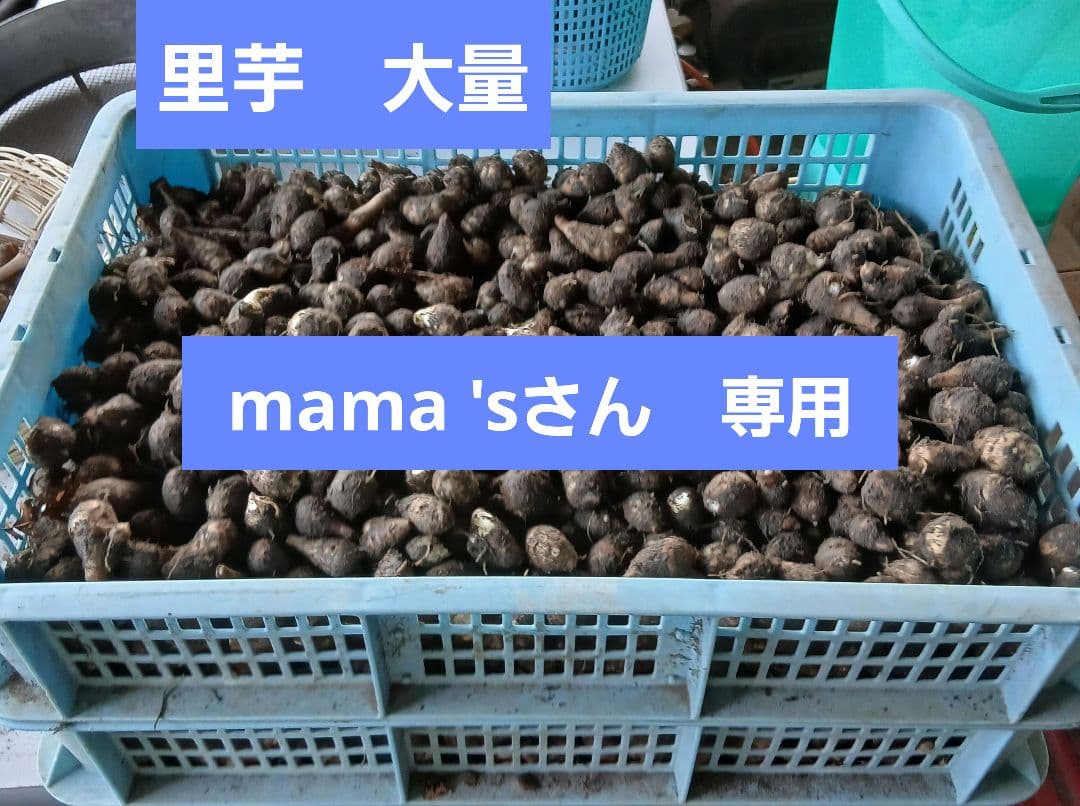 専用　里芋大量