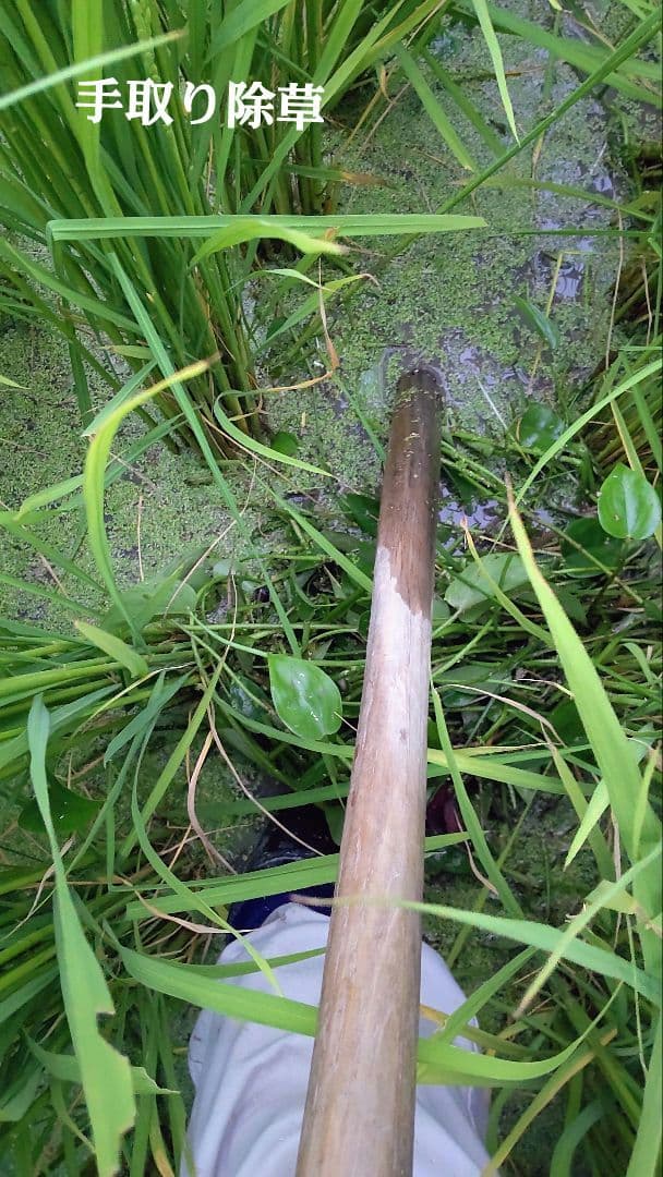 ご病気のお客様に最適な米　玄米10kg　７年産コシヒカリ　特別栽培① 無農薬栽培