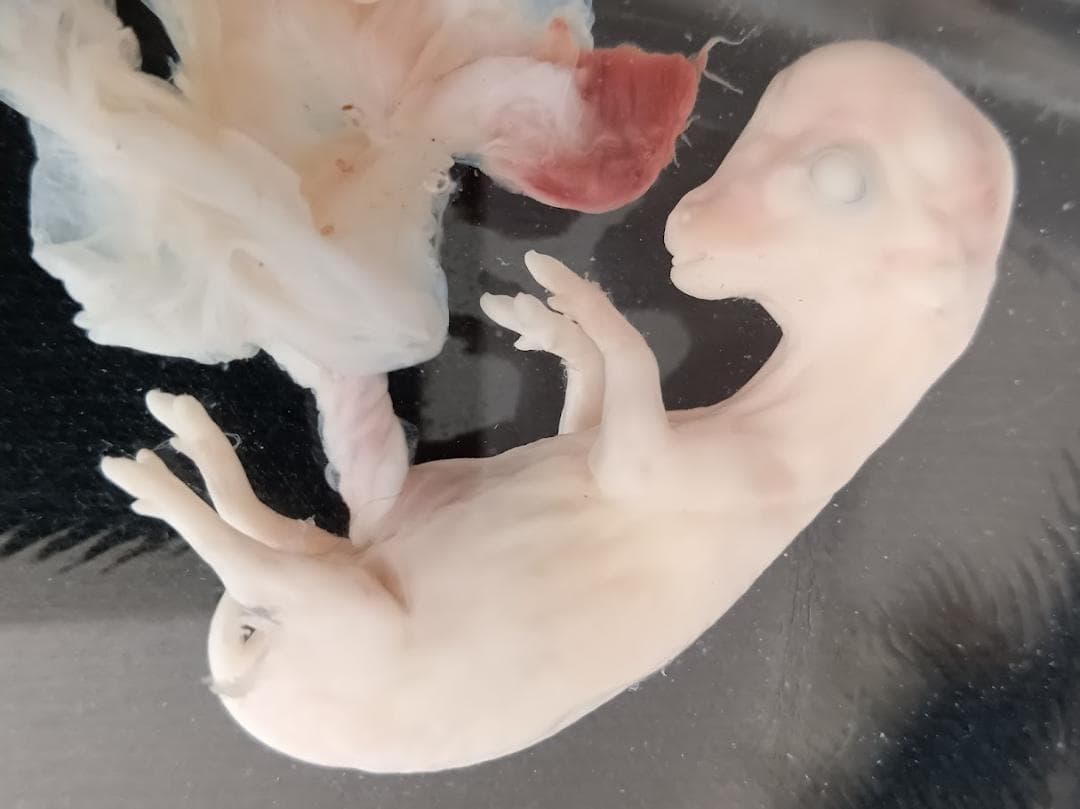 学術標本　種名ニホンジカ　胎児（♂）　エタノール浸漬標本　頭胴長約5cm