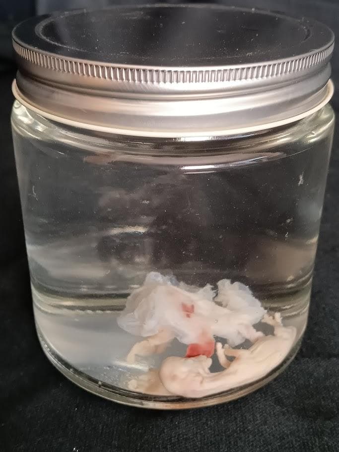 学術標本　種名ニホンジカ　胎児（♂）　エタノール浸漬標本　頭胴長約5cm